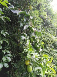 La fruta de maracuya2