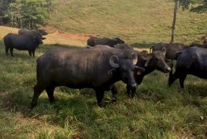 Investigacion confirma buena calidad y productividad de la carne de bufalo