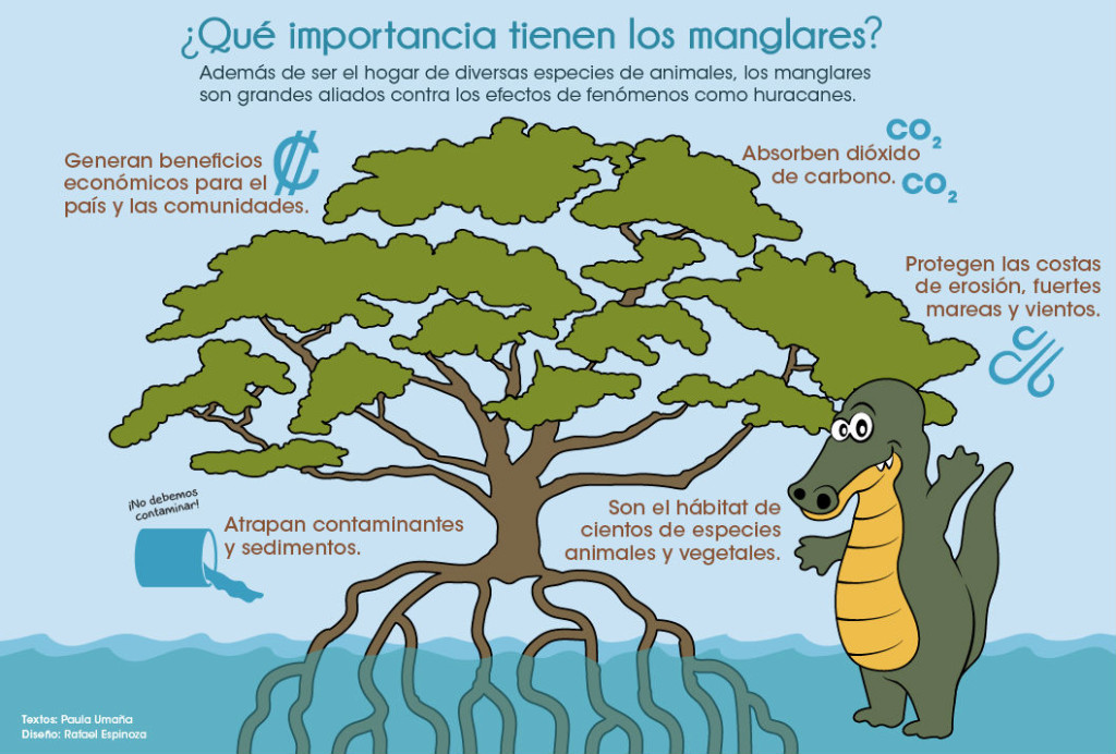 UCR Manglares escudos naturales en riesgo2